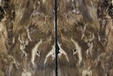 Petrified Wood Bookends - Oregon #89342-1